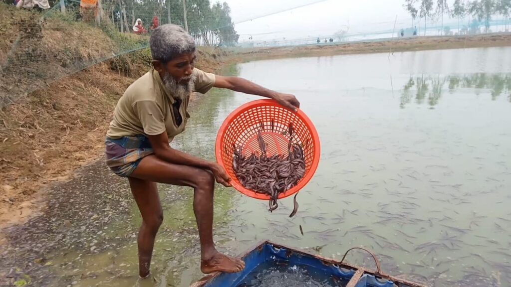 জয়পুরহাটের পাঁচবিবিতে পুকুরে বিষ প্রয়োগে মাছ নিধন, প্রায় ১০ লাখ টাকার ক্ষতি