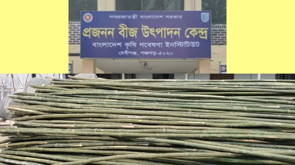 দেবীগঞ্জে কৃষি গবেষণা ইনস্টিটিউটের টেন্ডার অনিয়মে বিপুল ক্ষতির আশঙ্কা