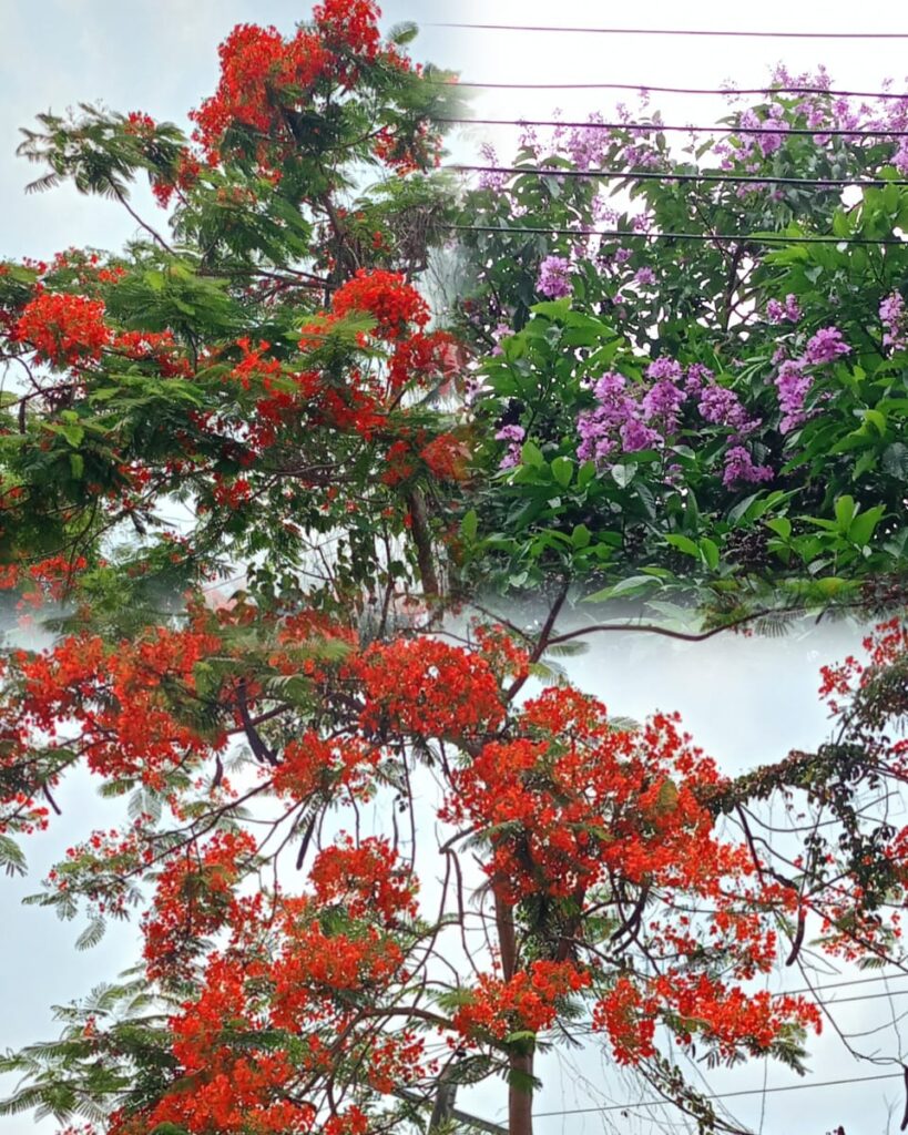 বরিশাল বিশ্ববিদ্যালয়ের প্রাঙ্গণে কৃষ্ণচূড়ার আগুন-রঙা আল্পনা