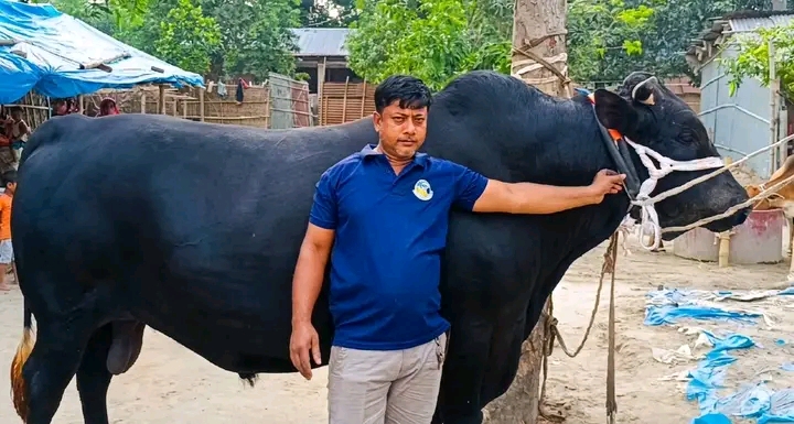 ৩০ মণের ‘কালাবাবু’ কাঁপাবে রাণীশংকৈলের কোরবানির হাট